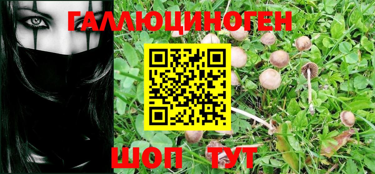 Дальнегорск  Псилоцибиновые грибы MAGIC MUSHROOMS  Вход с VPN 